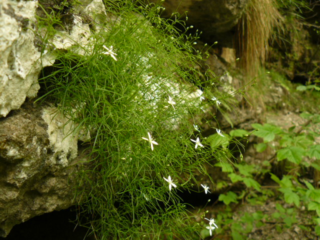 Moehringia muscosa / Erba paglina